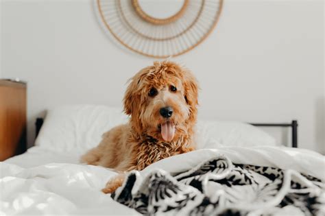 airbnb dog friendly|Pet